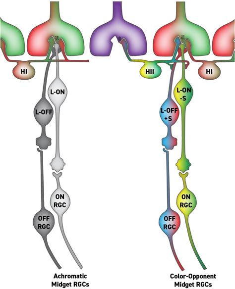 black midgets|How We See Black and White: The Role of Midget Ganglion Cells.